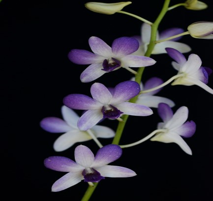 Pack Of Tropical Dendrobiums Dentp