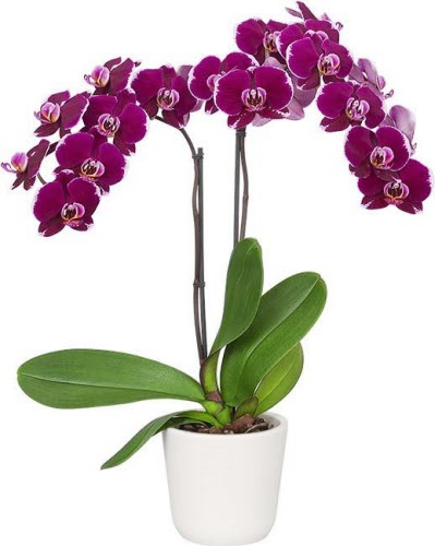 Phalaenopsis Fancy Fire mericlone | FRED