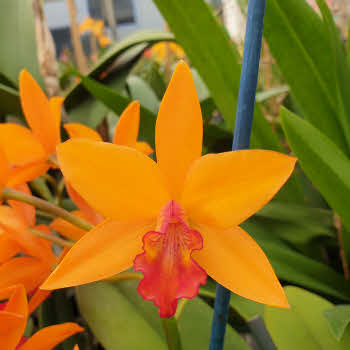 https://www.lyttleorchidclones.com.au/contents/en-us/d14_Cattleya ...