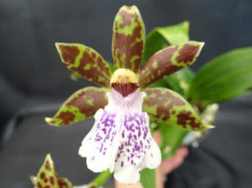 13cm Topf Mühlan Topartikel Zygopetalum starker Duft 1 blühfähige Orchidee der Sorte 